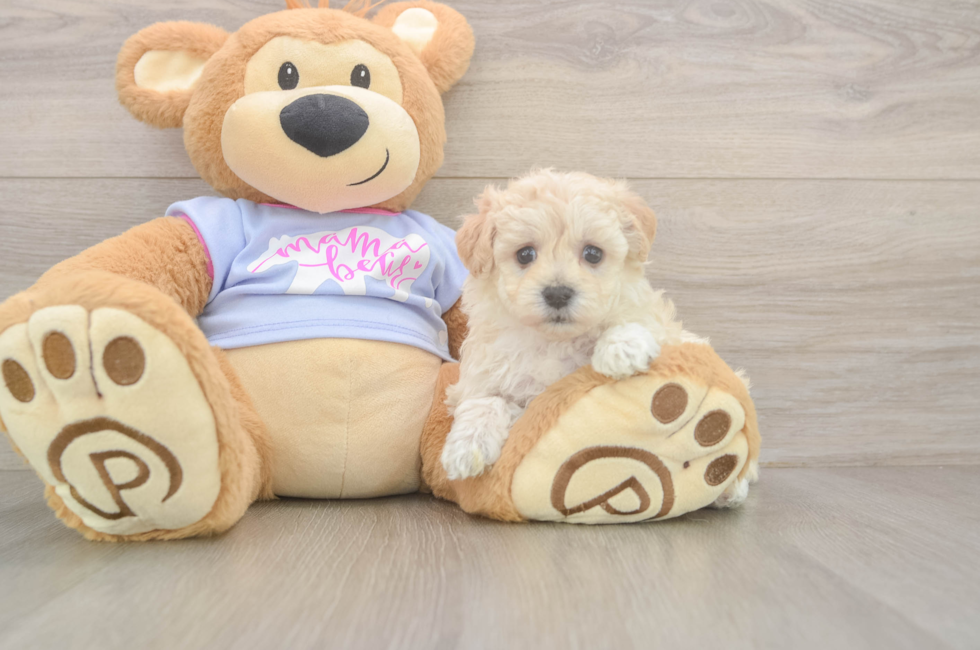 5 week old Maltipoo Puppy For Sale - Puppy Love PR
