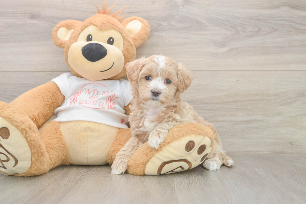Petite Maltipoo Poodle Mix Pup