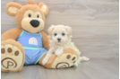Maltipoo Puppy for Adoption