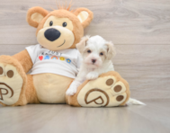 9 week old Maltipoo Puppy For Sale - Puppy Love PR