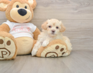 7 week old Maltipoo Puppy For Sale - Puppy Love PR