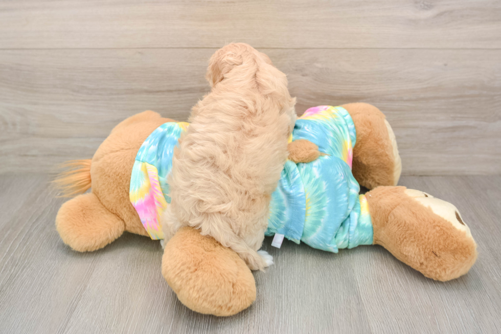 Best Maltipoo Baby