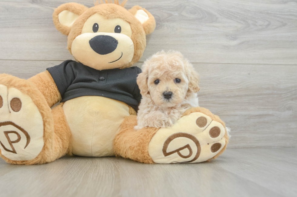 6 week old Maltipoo Puppy For Sale - Puppy Love PR