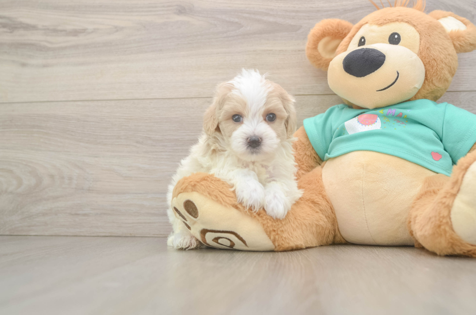 5 week old Maltipoo Puppy For Sale - Puppy Love PR
