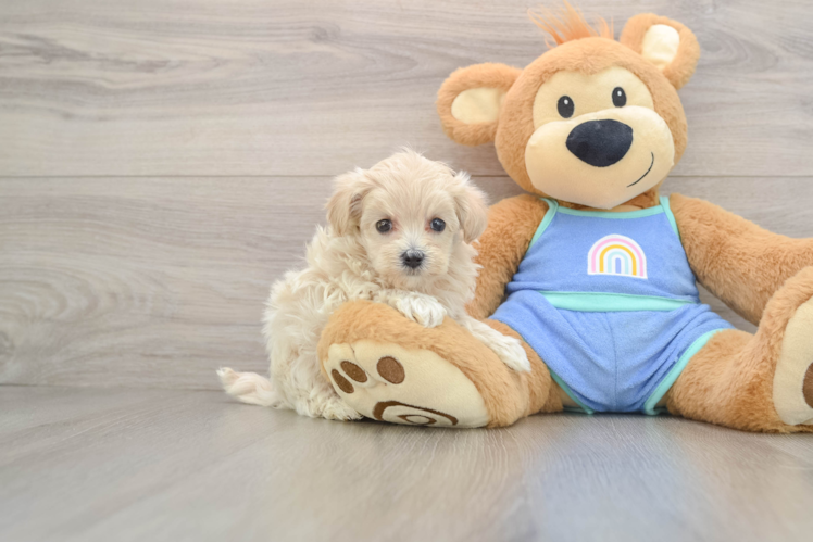 Maltipoo Pup Being Cute