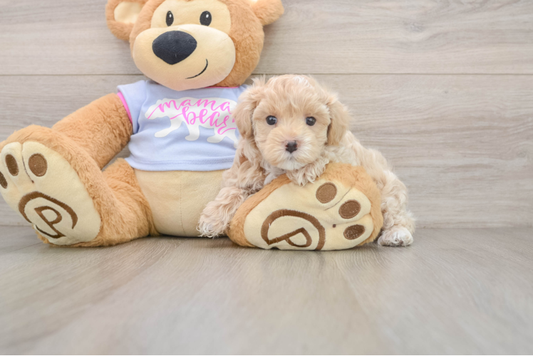 Best Maltipoo Baby