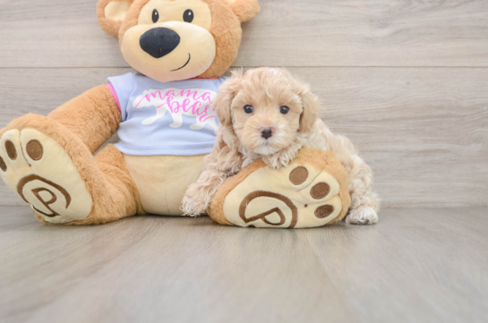 Best Maltipoo Baby