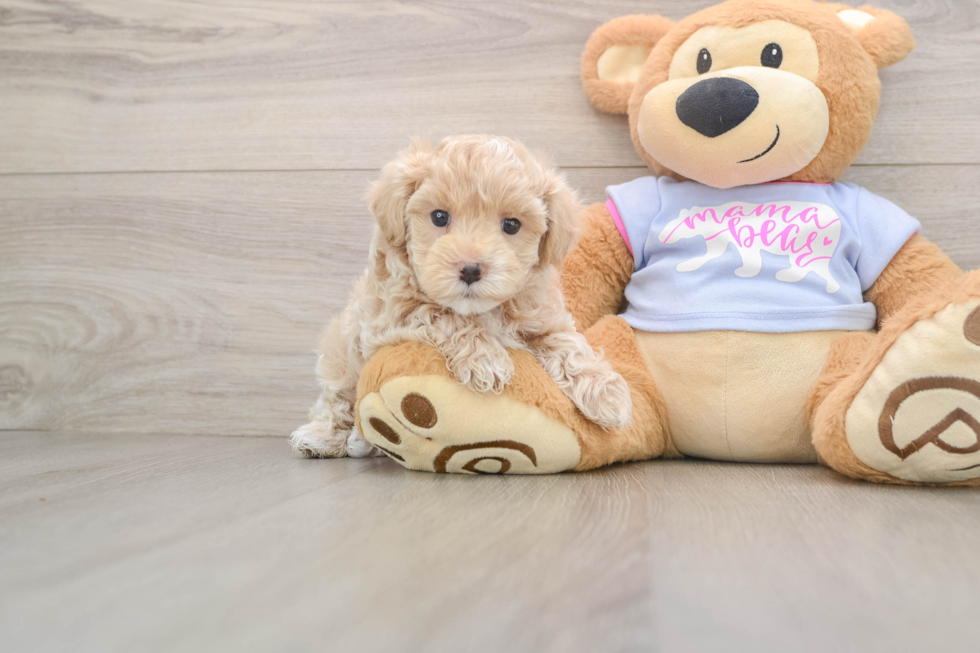 Best Maltipoo Baby
