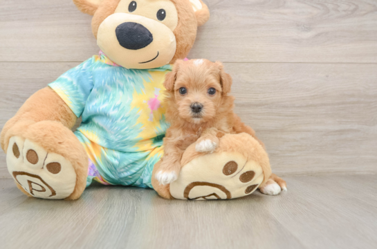 OATS, compañero(a) de camada de Maltipoo