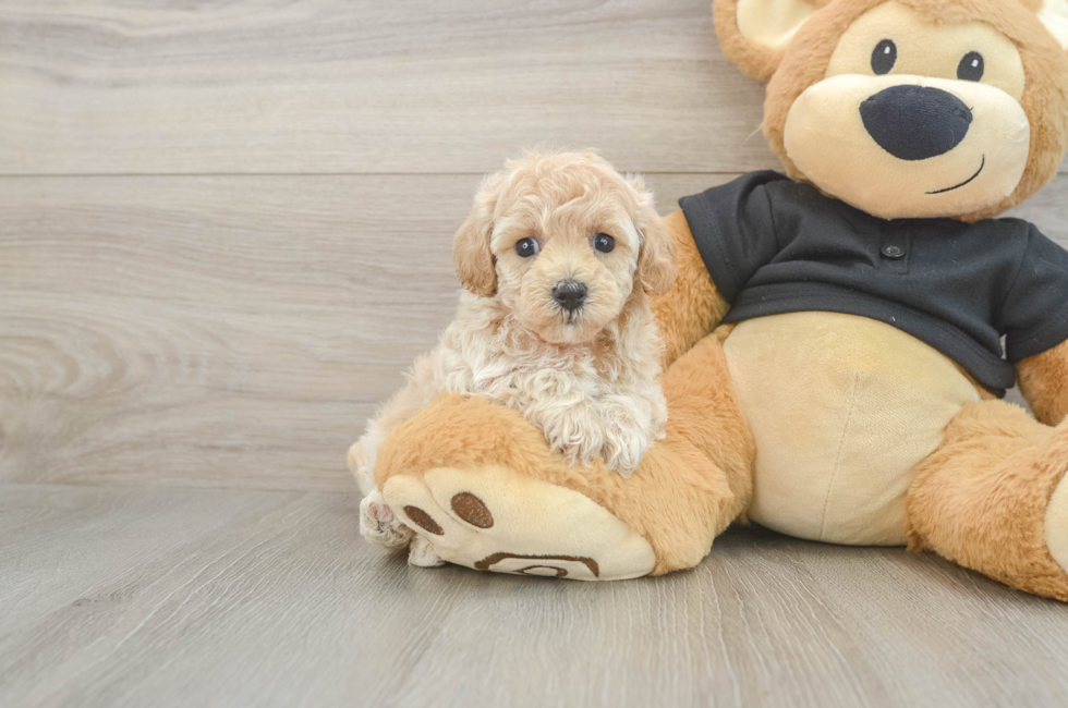 6 week old Maltipoo Puppy For Sale - Puppy Love PR