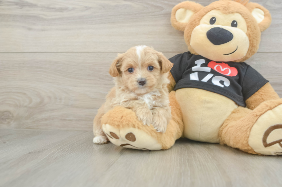 5 week old Maltipoo Puppy For Sale - Puppy Love PR