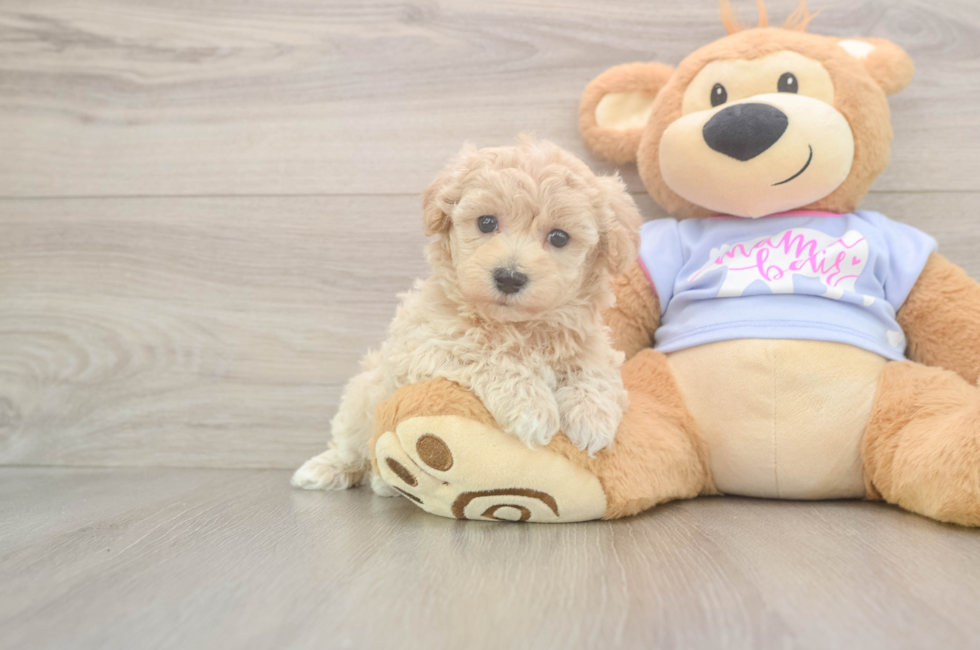 5 week old Maltipoo Puppy For Sale - Puppy Love PR