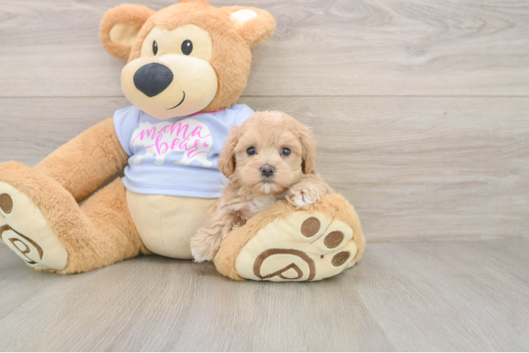 Little Malt a Poo Poodle Mix Puppy