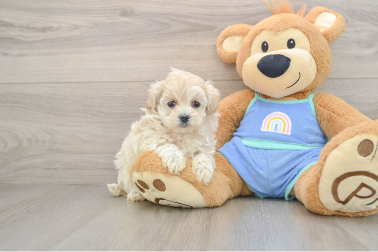 Little Moodle Poodle Mix Puppy