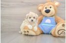 Little Moodle Poodle Mix Puppy