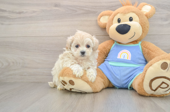 Little Moodle Poodle Mix Puppy