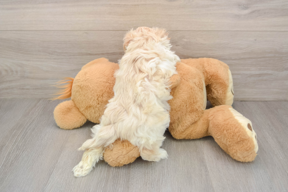 Maltipoo Puppy for Adoption