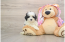 Maltipoo Pup Being Cute
