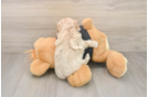 Maltipoo Puppy for Adoption