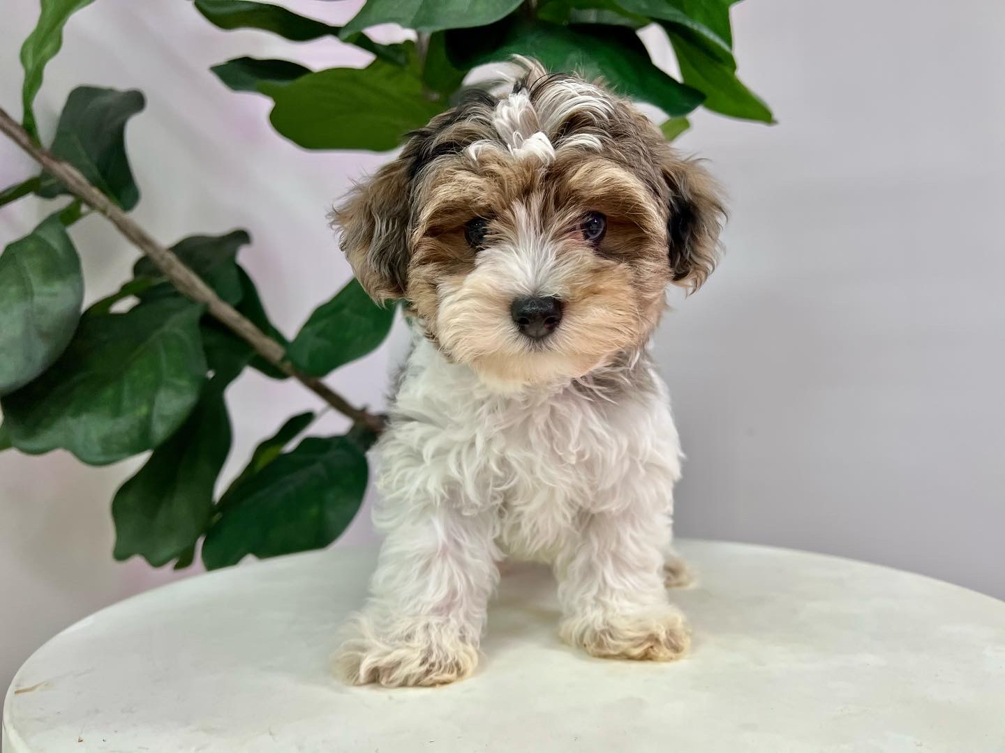 Best Maltipoo Baby