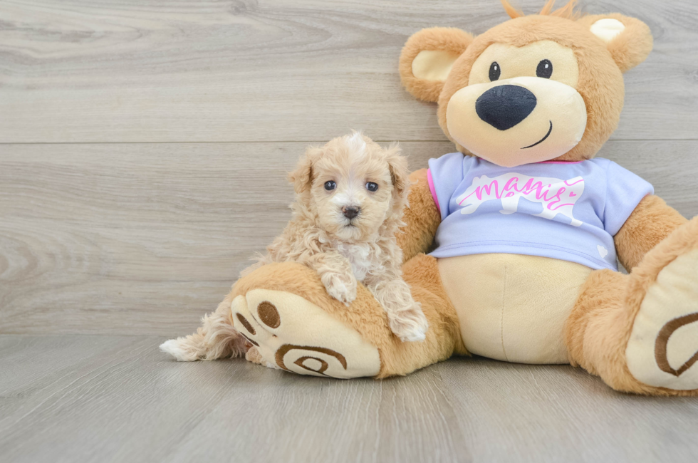 5 week old Maltipoo Puppy For Sale - Puppy Love PR