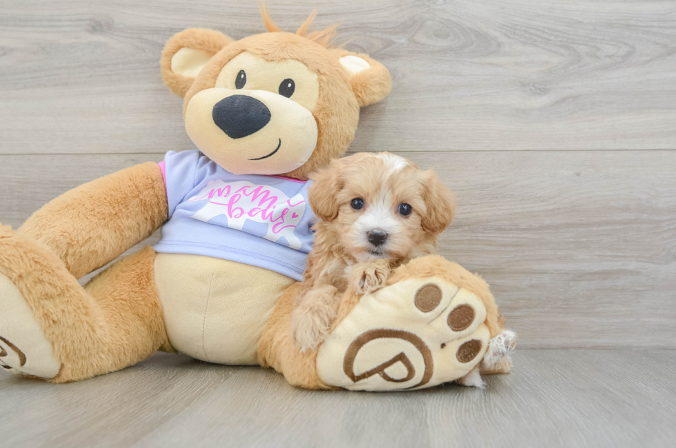 5 week old Maltipoo Puppy For Sale - Puppy Love PR