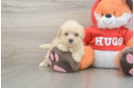 Popular Maltipoo Poodle Mix Pup