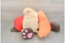 Maltipoo Pup Being Cute
