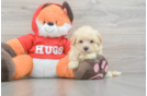 Maltipoo Puppy for Adoption