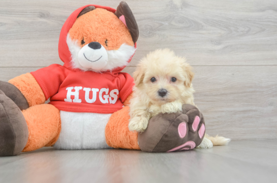 Maltipoo Puppy for Adoption