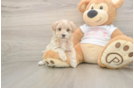Best Maltipoo Baby