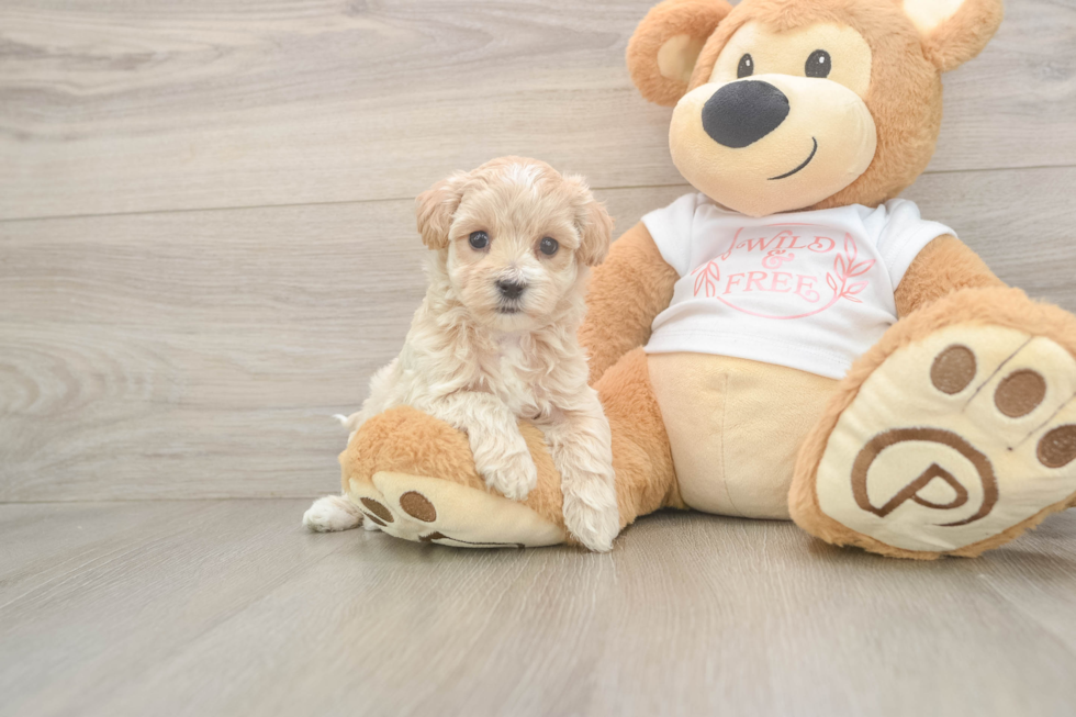 Best Maltipoo Baby