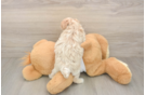 Maltipoo Pup Being Cute