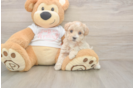 Maltipoo Pup Being Cute