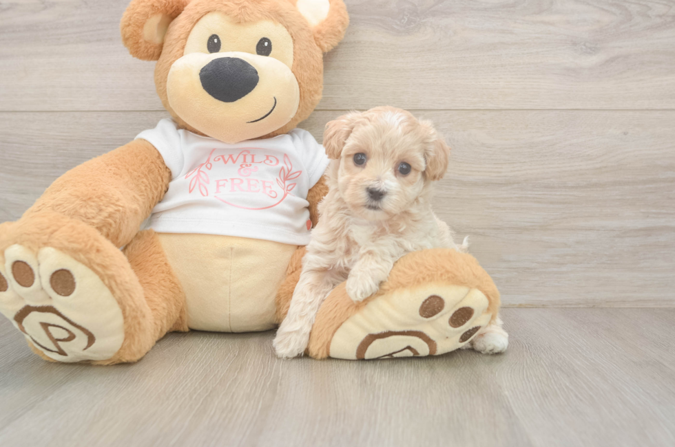 5 week old Maltipoo Puppy For Sale - Puppy Love PR