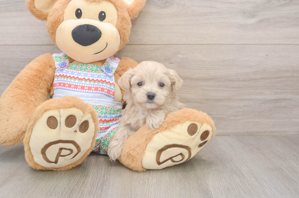 5 week old Maltipoo Puppy For Sale - Puppy Love PR