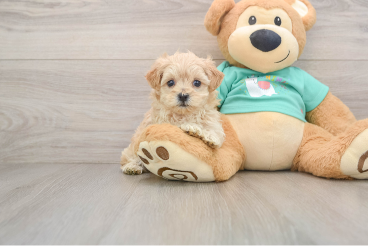 Maltipoo Pup Being Cute