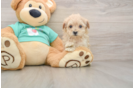 Best Maltipoo Baby