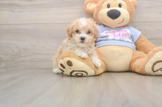 Best Maltipoo Baby