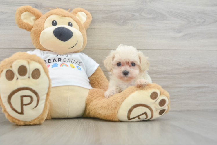 Adorable Maltese Poodle Poodle Mix Puppy