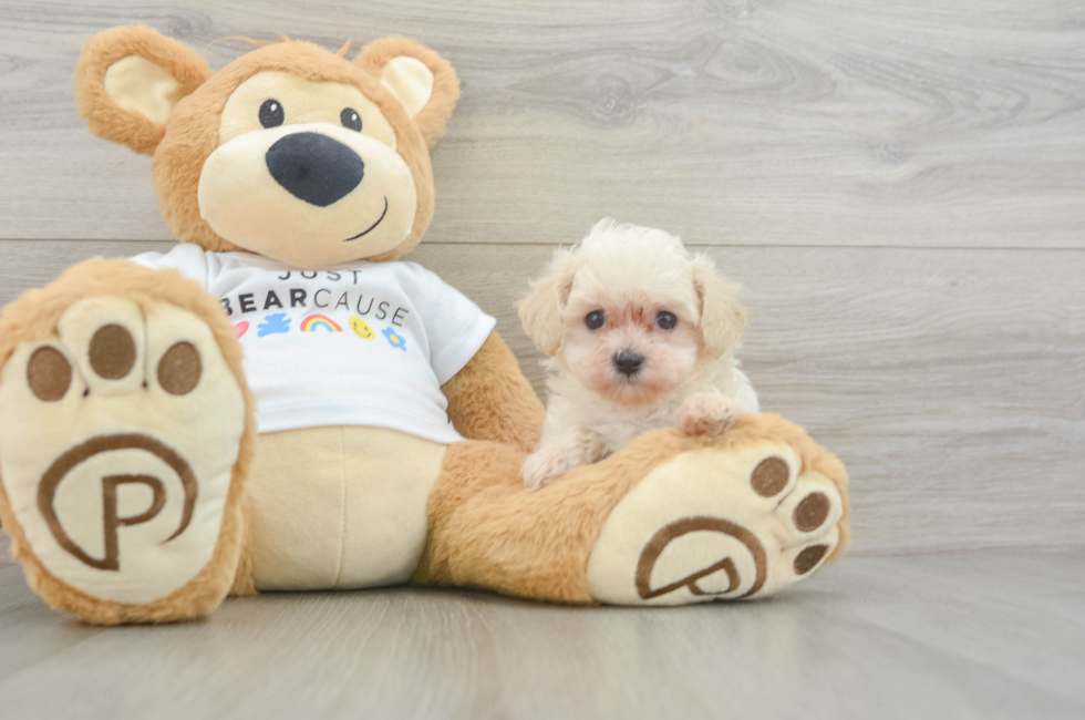 7 week old Maltipoo Puppy For Sale - Puppy Love PR