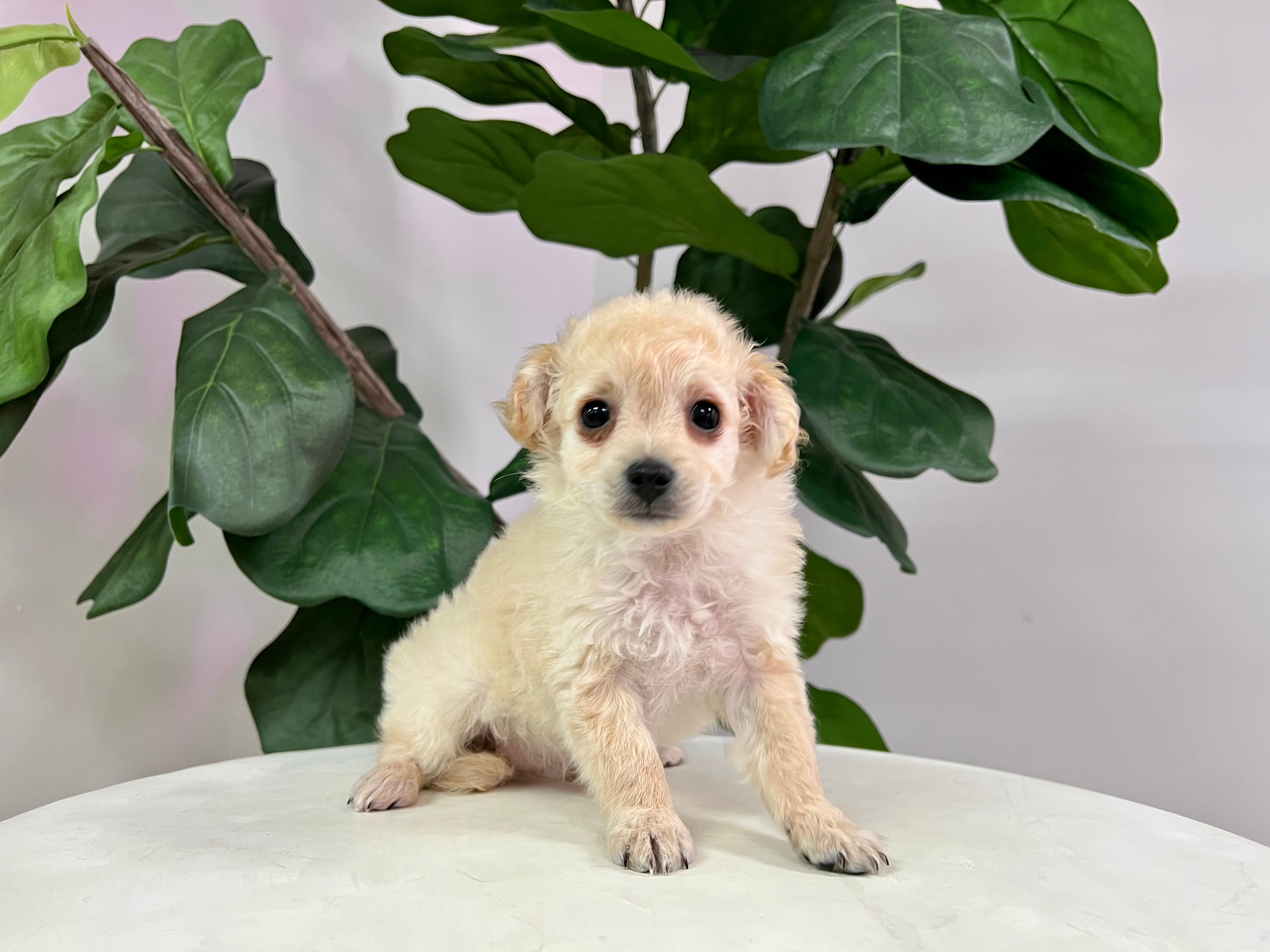 Cute Maltipoo Baby