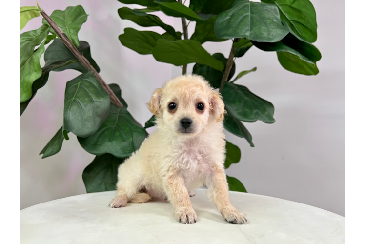 Cute Maltipoo Baby