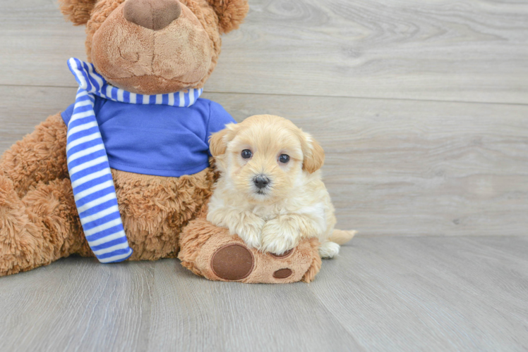 Maltipoo Pup Being Cute