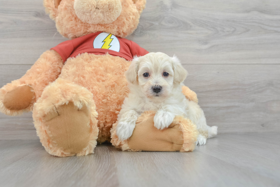 Best Maltipoo Baby