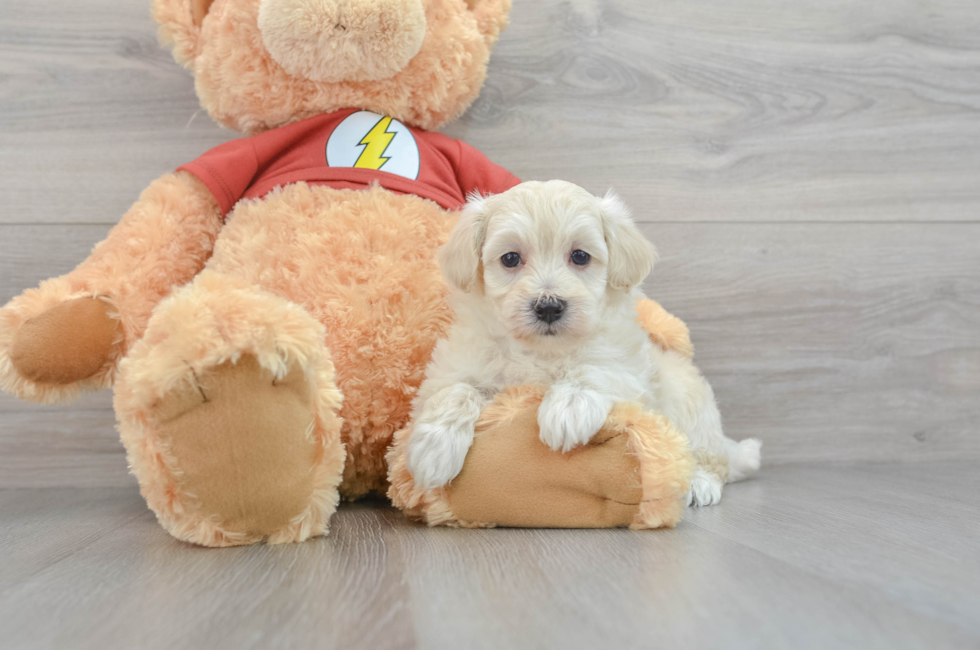 5 week old Maltipoo Puppy For Sale - Puppy Love PR