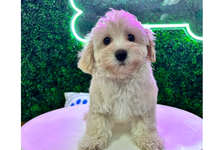 Maltipoo Pup Being Cute
