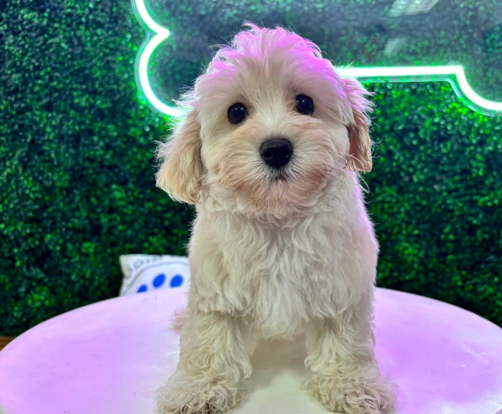 Maltipoo Pup Being Cute