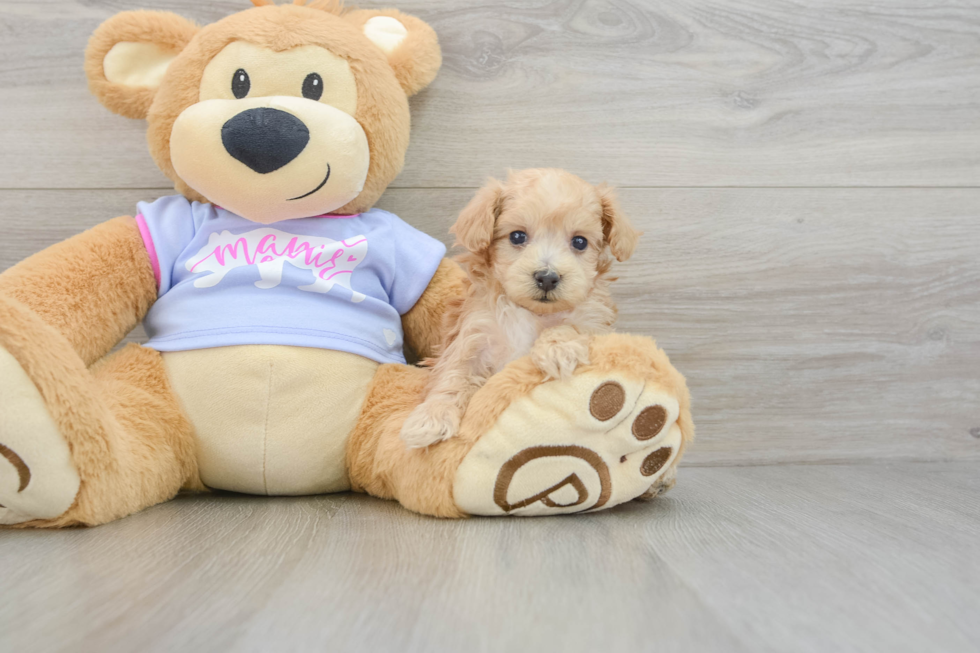 Friendly Maltipoo Baby