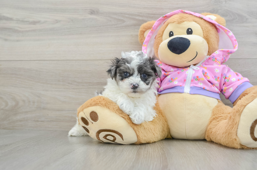 7 week old Maltipoo Puppy For Sale - Puppy Love PR